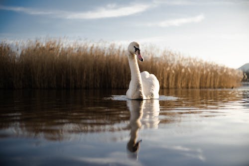 Swan in River Near Grass