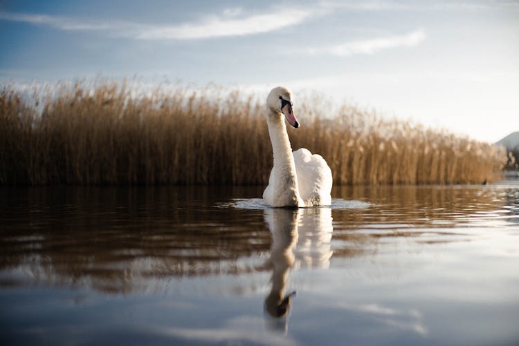 Swan In River Near Grass