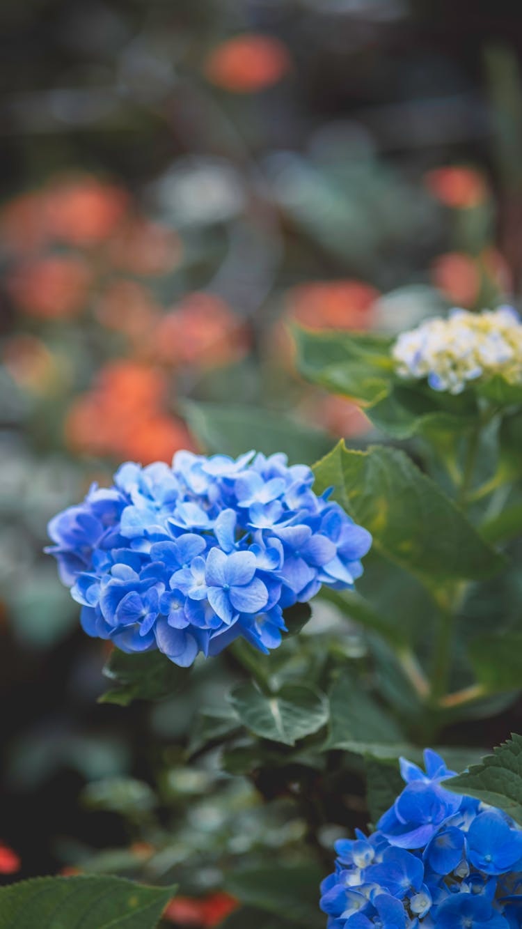 Gentle Hydrangea Macrophylla Flowering Plants Blooming In Park