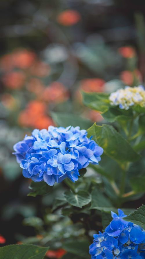 Free Closeup of amazing blue hortensia flowers with tender petals and fresh green leaves growing in garden Stock Photo