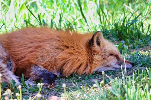 Brown Fox on Asleep Green Grass