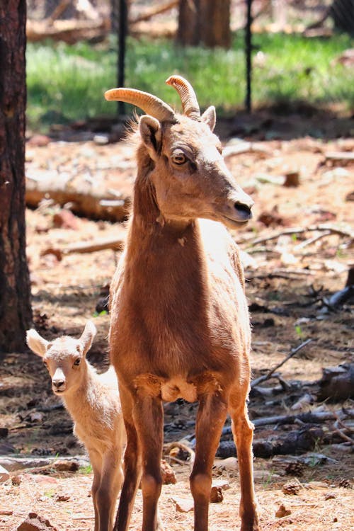 Bezpłatne Darmowe zdjęcie z galerii z fotografia zwierzęcia, koza górska, kozy Zdjęcie z galerii