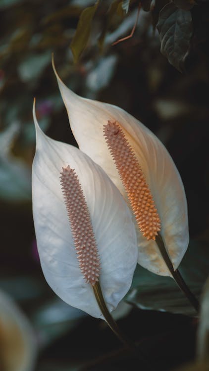 Closeup of exotic white peace lily evergreen herbaceous perennial flowers growing in rainforest