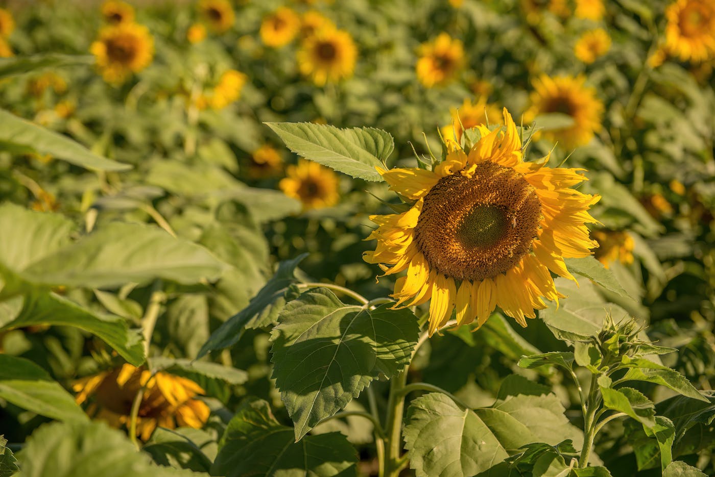 Dimly lit table tennis table in an indoor club