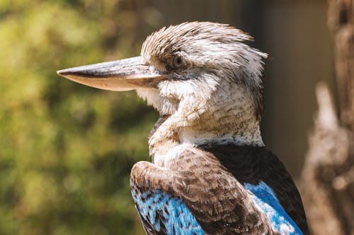 Ücretsiz Beyaz Ve Kahverengi Uzun Gagalı Kuş Stok Fotoğraflar