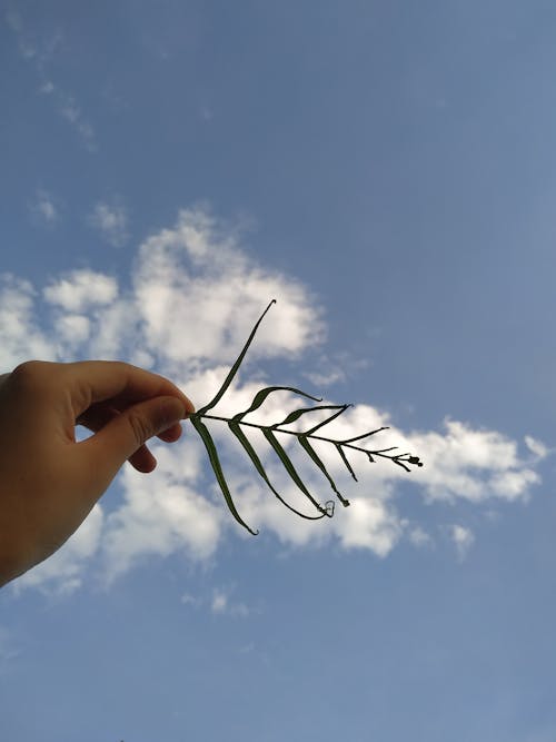 Person Holding a Leaf on the Background of a Blue Sky