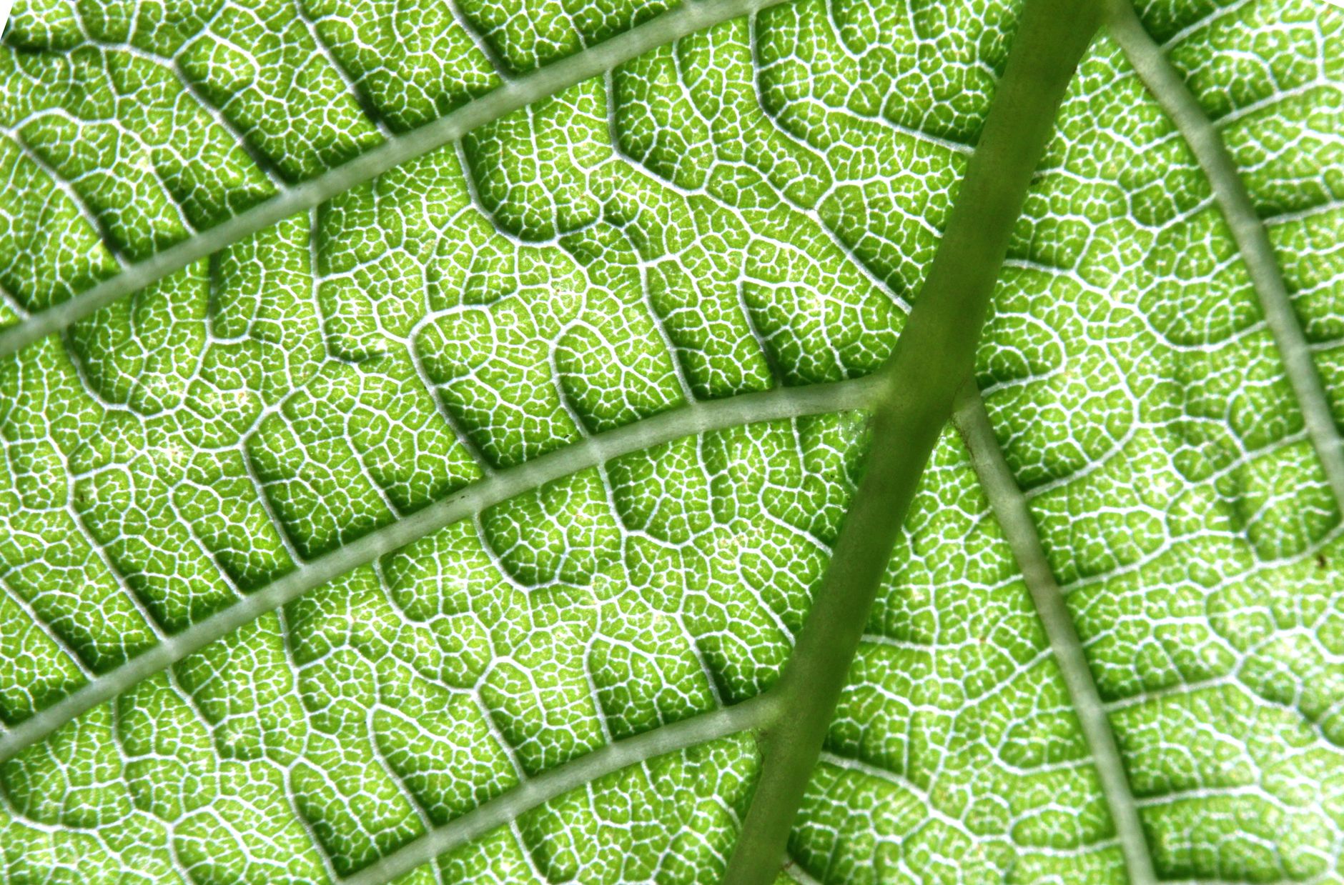 Detailed close-up of a green leaf highlighting its intricate texture and veins.