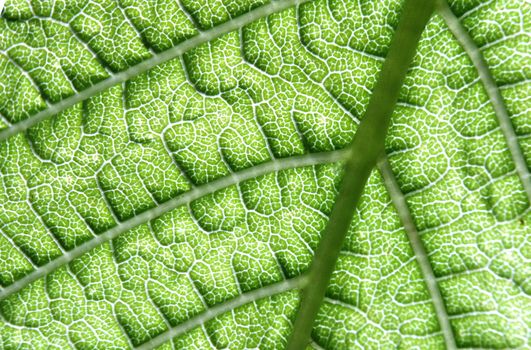 Detailed close-up of a green leaf highlighting its intricate texture and veins.