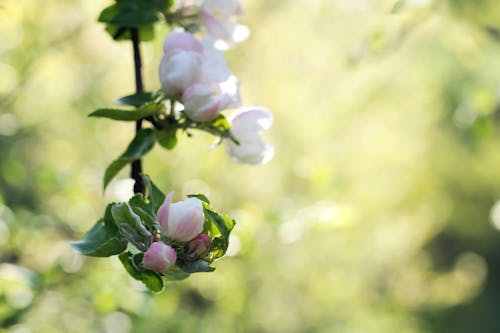 Безкоштовне стокове фото на тему «ботанічний, весна, дерево»
