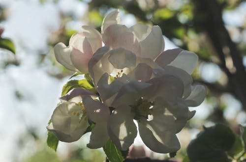 Безкоштовне стокове фото на тему «боке, ботанічний, весна»