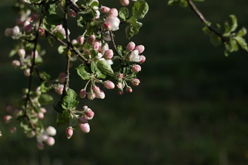 Безкоштовне стокове фото на тему «ботанічний, весна, дерево»