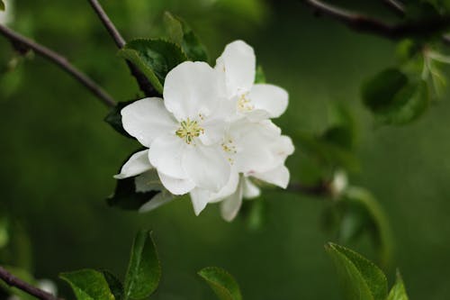 Imagine de stoc gratuită din adorabil, floare de prun, floral