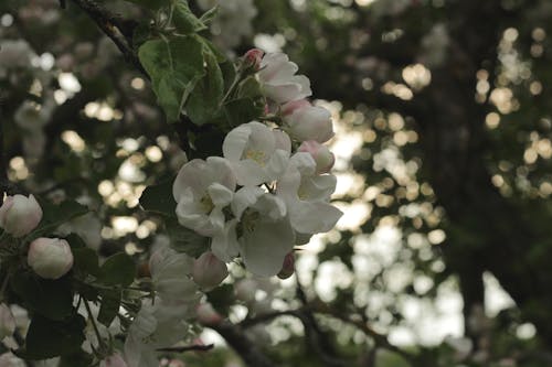 Free stock photo of apple blossom, blossom, blossoming Stock Photo