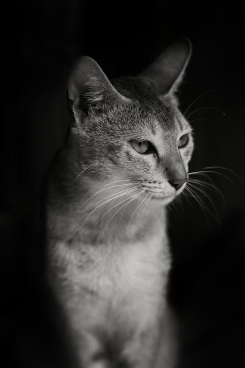 Grayscale Photo of a Cat