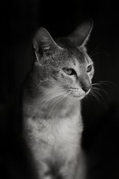 一张优雅家猫的黑白特写照，胡须细节清晰可见
