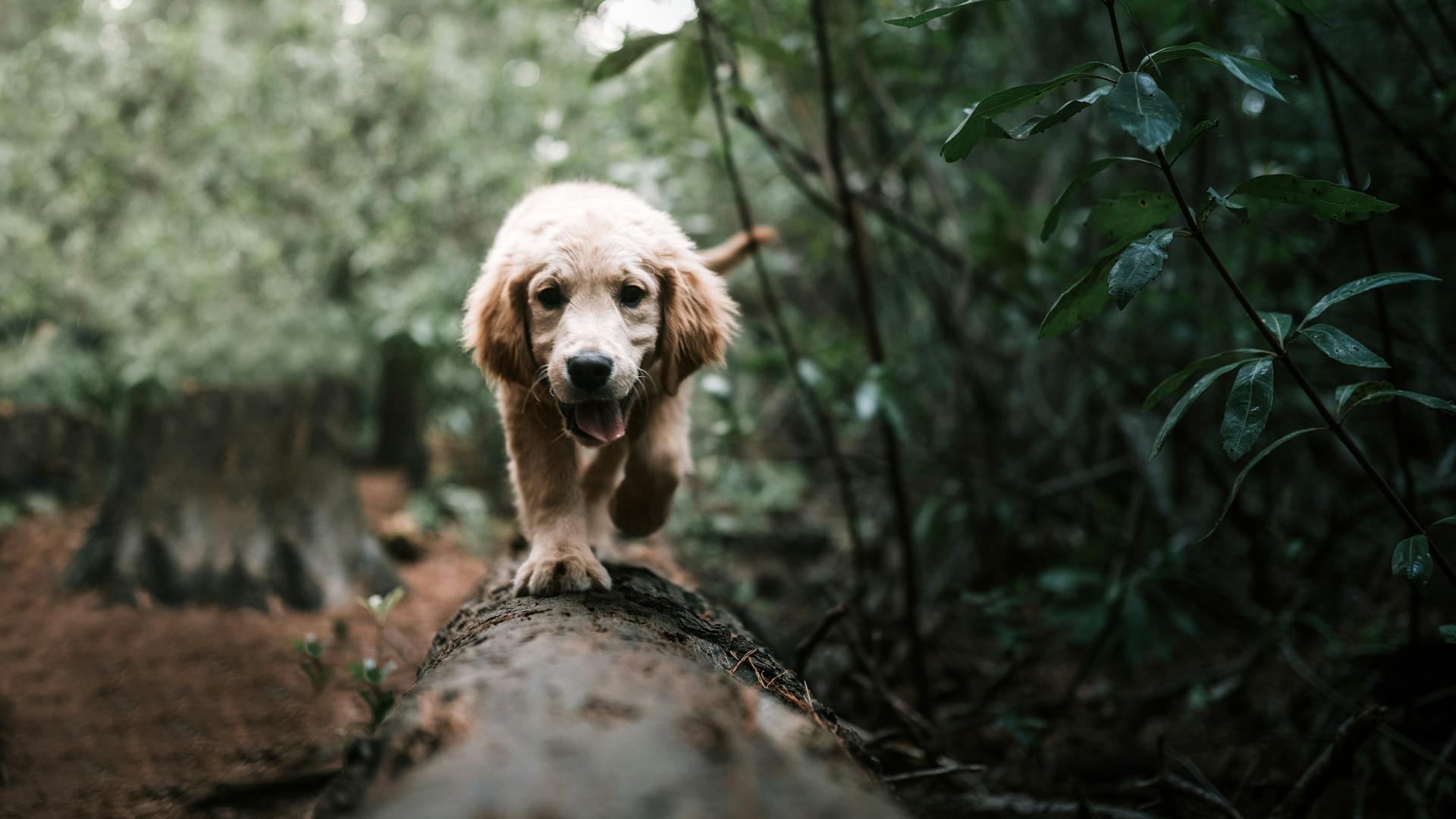 Brown Short Coated Dog on Brown Tree Log