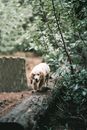 一只可爱的金毛猎犬在郁郁葱葱的森林中探索，在木头上保持平衡