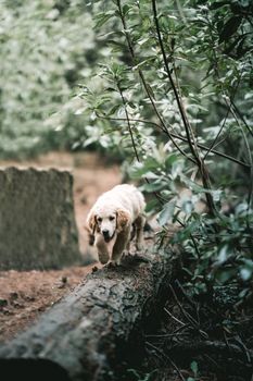 一只可爱的金毛猎犬在郁郁葱葱的森林中探索，在木头上保持平衡