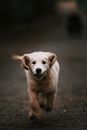 White Short Coated Medium Sized Dog