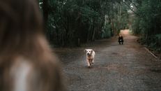一只精力充沛的金毛猎犬幼崽在森林小路上欢快地向主人跑去