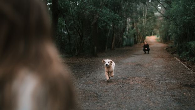 一只精力充沛的金毛猎犬幼崽在森林小路上欢快地向主人跑去