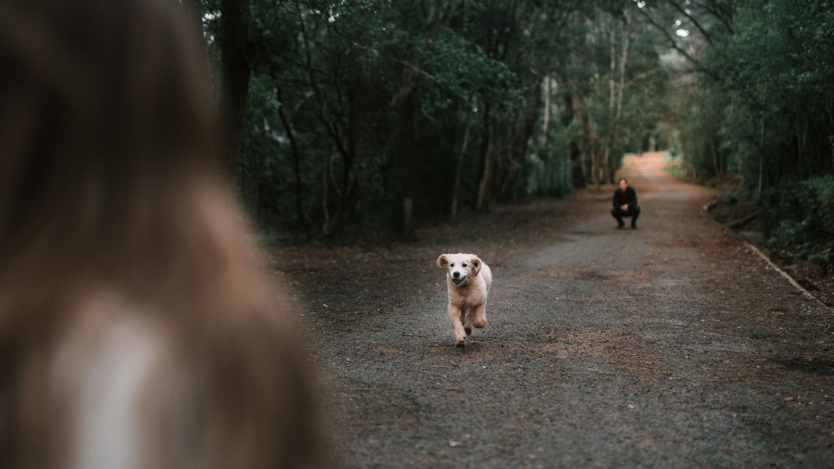 Chien fidèle assis aux pieds de son maître