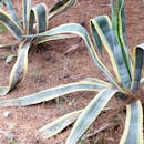 松针特写镜头中，一株龙舌兰植物展示出其独特的叶子