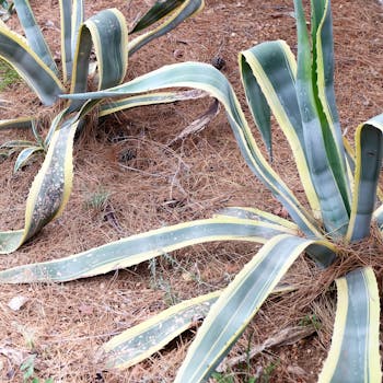 松针特写镜头中，一株龙舌兰植物展示出其独特的叶子