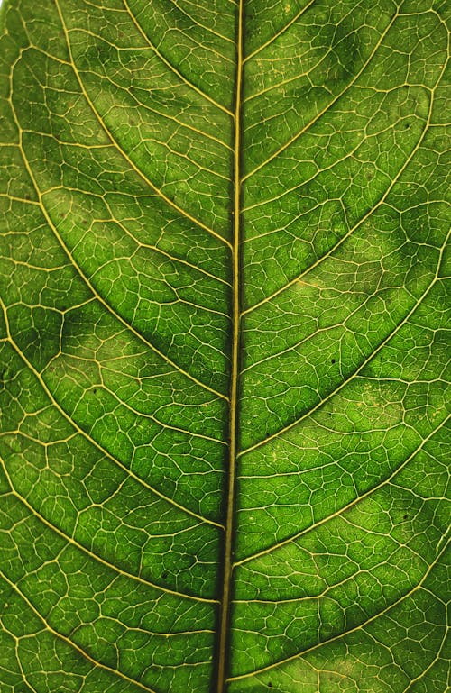 綠葉, 自然的美 的 免费素材图片