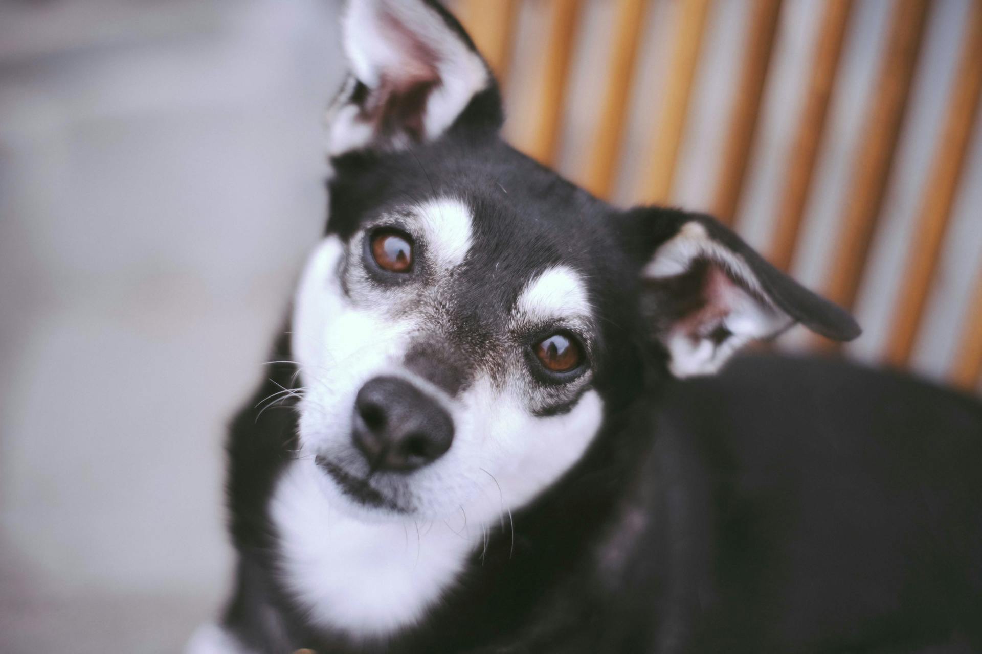 From above adorable black smooth haired dog with white muzzle sitting on asphalt ground and looking at camera attentively