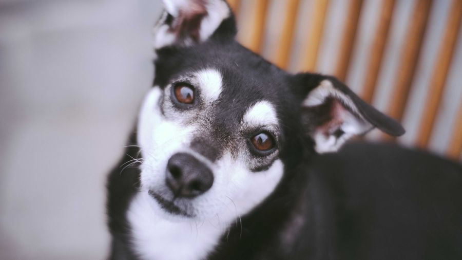How to Nurse a Sick Dog Back to Health