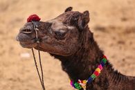 Camel with colorful neck decoration on sandy terrain