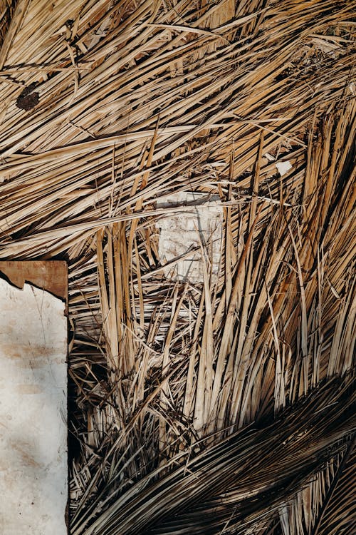 Darmowe zdjęcie z galerii z goa, indie, liście palmowe