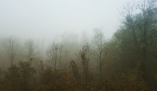 Δωρεάν στοκ φωτογραφιών με άγριος, ανάπτυξη, ατμόσφαιρα