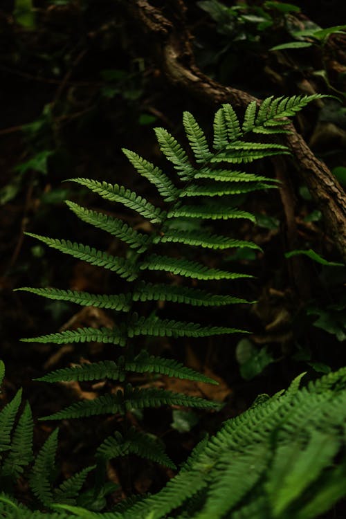 Green Fern Plant in Close Up Photography