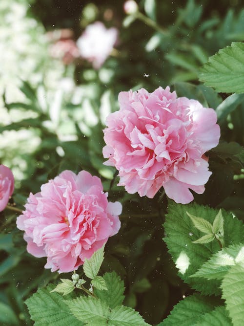 High angle fragrant light pink peony flowers growing in lush abundant garden in sunlight