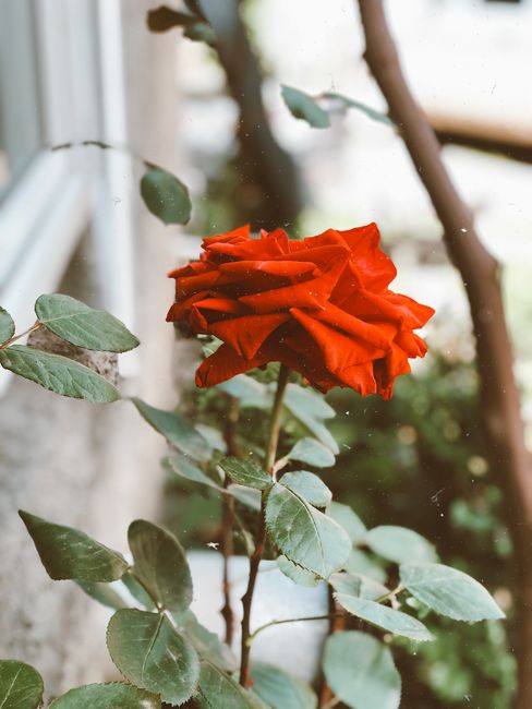 Bright red tea rose on prickly stem with lush green leaves growing in sunny summer garden