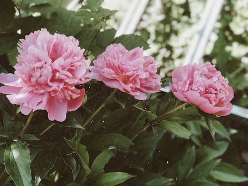 Blooming pink peony flowers in sunny garden