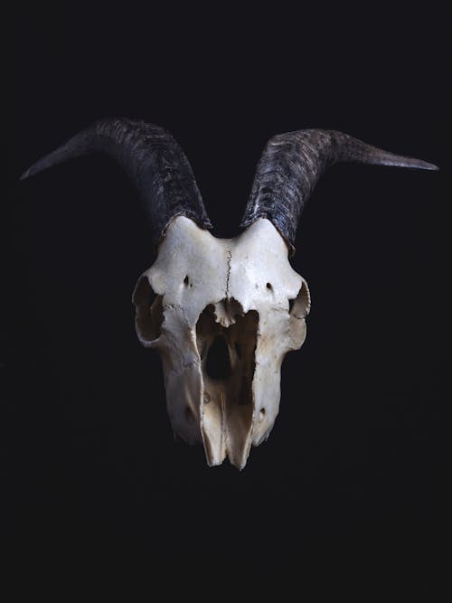 White and Black Animal Skull