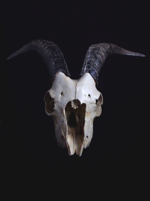 Dark and moody image of a goat skull with prominent horns, isolated on black.