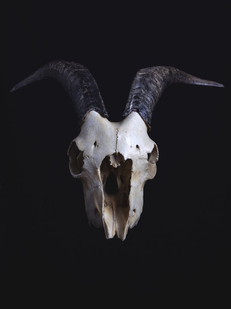 White And Black Animal Skull