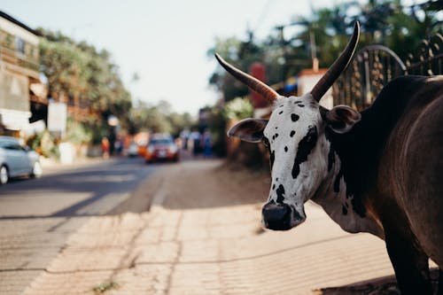 Free White and Black Cow on Road Stock Photo