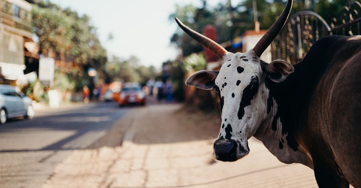 Goa's Unsung Heroes: Navigating Animal Rescue Challenges from Panaji to Coastal Villages