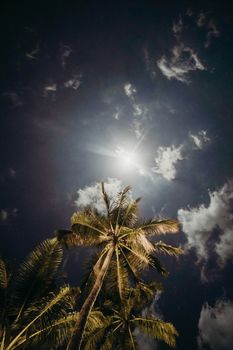 迷人的棕榈树剪影映衬着月光照耀的天空，天空中还散布着云朵和星星