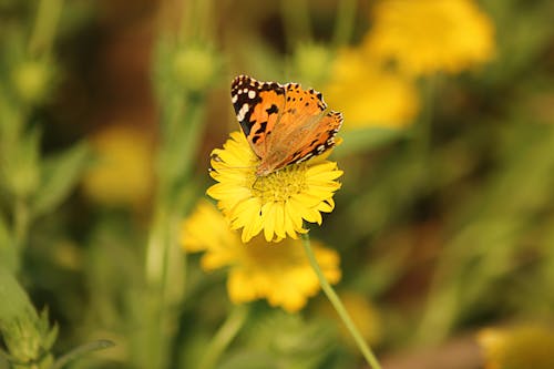 Free stock photo of background, butterfly, flower Stock Photo