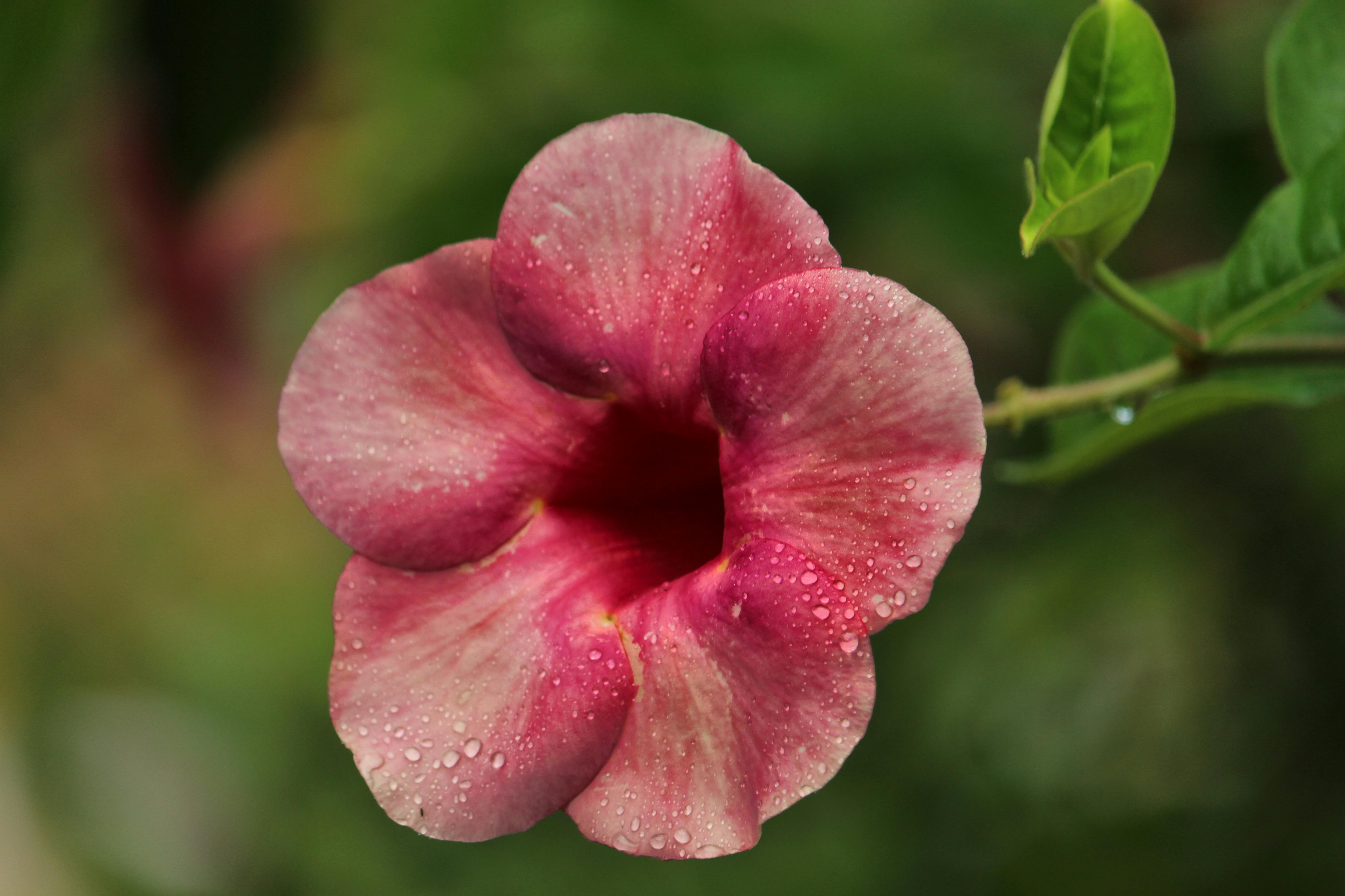 rivers trumpet vine