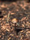 Psilocybin mushroom growing in sunny park