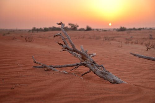 Ilmainen kuvapankkikuva tunnisteilla aamu, aavikko, auringonlasku Kuvapankkikuva