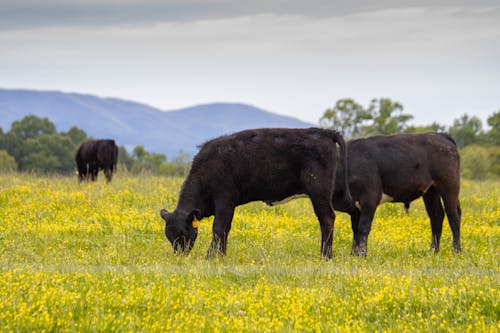 Photograph of Black Cows Eating Grass