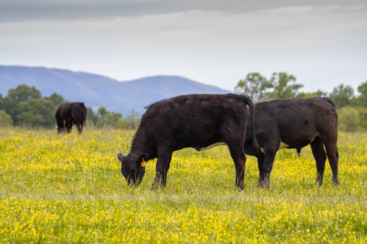 Photograph Of Black Cows Eating Grass